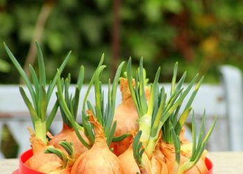 Пияз неге қымбаттады?