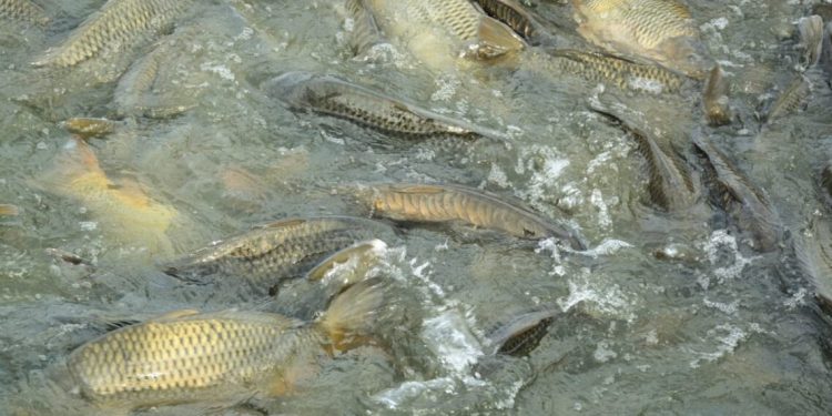 Түркістан облысында балық шаруашылығын дамытуға қолдау көрсетіледі