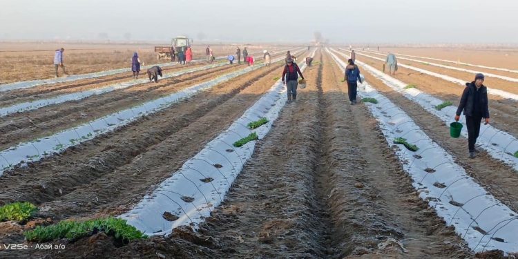 Жетісайлық шаруалар қырыққабат егуді бастады