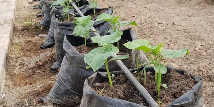 Жылыжайларда егін егу жұмыстары қарқынды