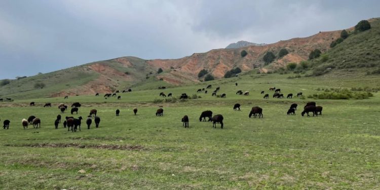 Түркістан облысында елді мекендерді ортақ жайылыммен қамту кезең-кезеңімен іске асып жатыр