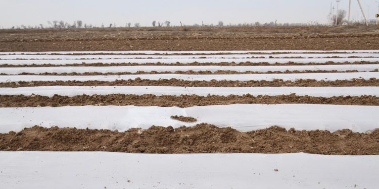 Мақтааралдық шаруалар ерте пісетін көкөністер егу жұмыстарын бастап кетті