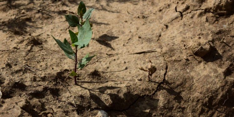 Биыл көктемде Түркістанның «Жасыл белдеу» аумағына таупісте егіледі