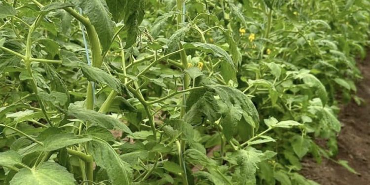 Түркістан облысының шаруалары наурыз айында қызанақты экспорттауды жоспарлап отыр