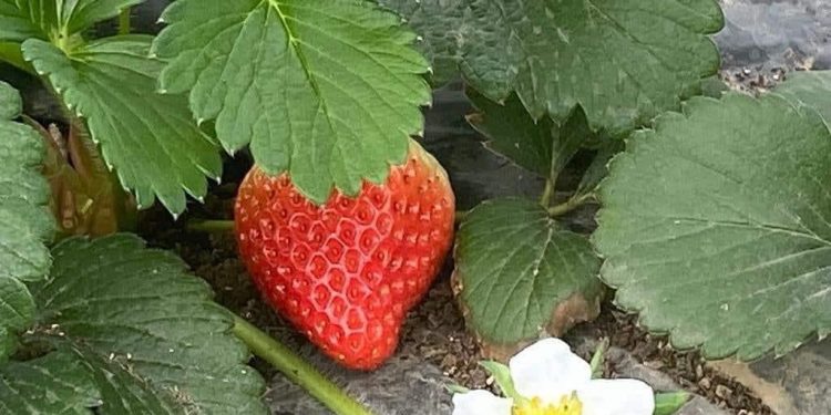 Сарыағаштық шаруалар қыста да құлпынай өсіруде