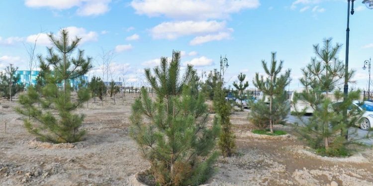 Түркістан облысының климатына байланысты көшеттердің жерсінуі 50 % -дан аспайды