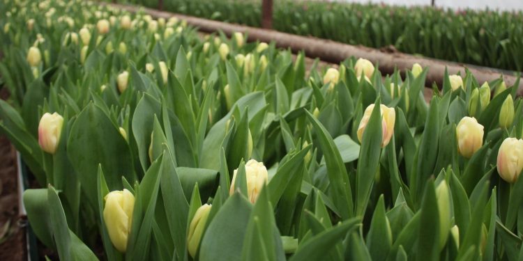 Қызғалдаққа сұраныс күн санап артуда