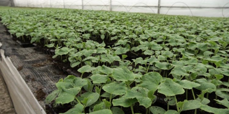 Түркістан облысында «Келес» деп аталатын жаңа көшет түрі өсіріліп жатыр