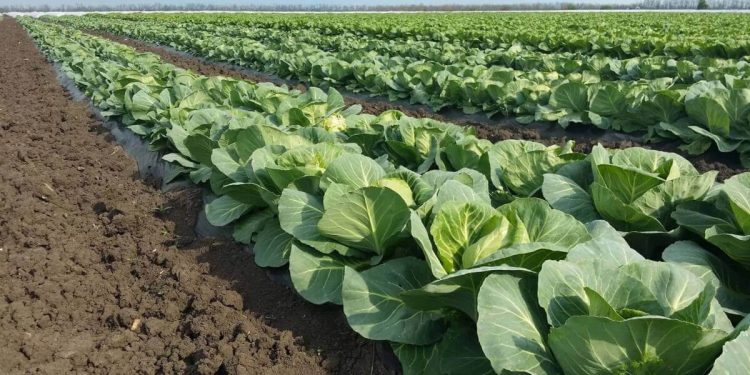 Мақтаарал мен Жетісайда қырыққабат егіле бастады