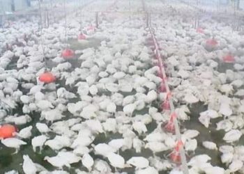 Ордабасыда күркетауық өсіру шаруашылығы дамып жатыр