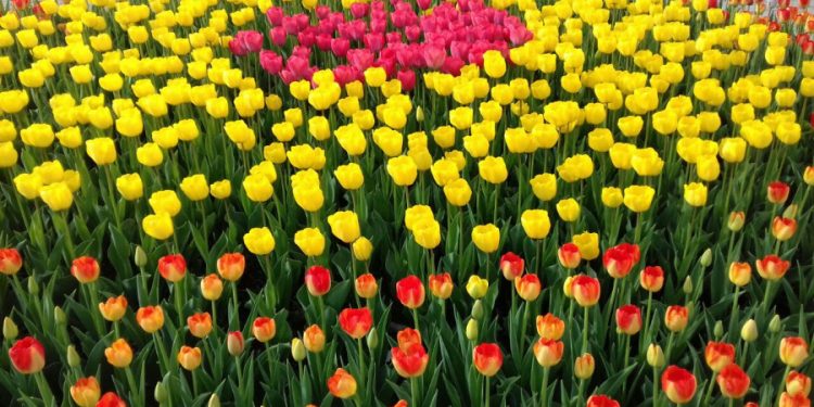 Кентау қаласына алғаш рет екі мың дана қызғалдақ отырғызылды