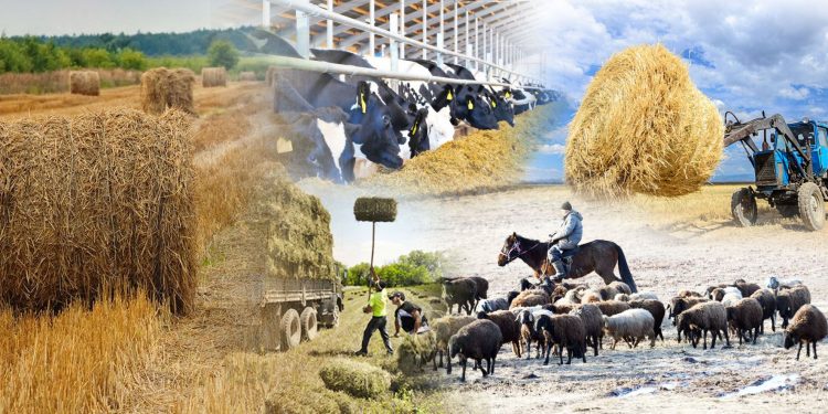 Мал шаруашылығымен айналысқыңыз келсе, 2,5 пайыздық жеңілдікпен несие ала аласыз