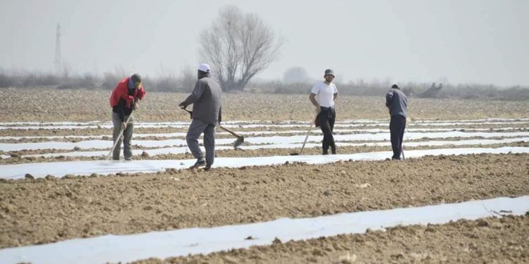 Жетісайда 90 гектарға қауын мен қарбыз егілді