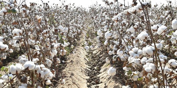 Жетісайда 44 мың гектар жерге мақта егіледі