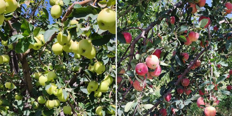 Сайрамдық бағбан бір түп алмадан 5 түрлі өнім алып отыр