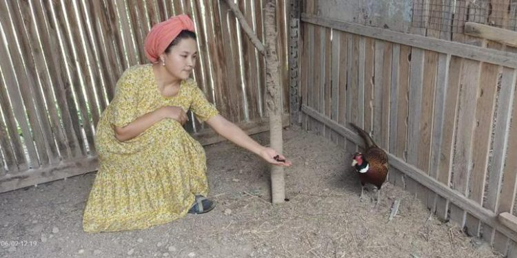 27 жастағы түркістандық келіншек қырғауыл өсіруді кәсіпке айналдырды