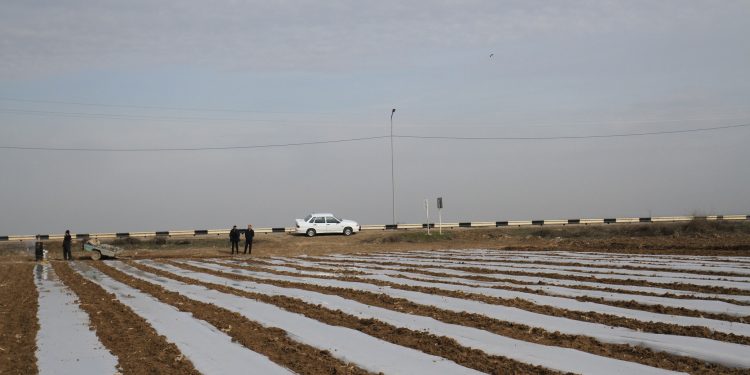 Мақтааралда биыл 1904 гектар жерге ерте пісетін көкөністер егу жоспарланып отыр