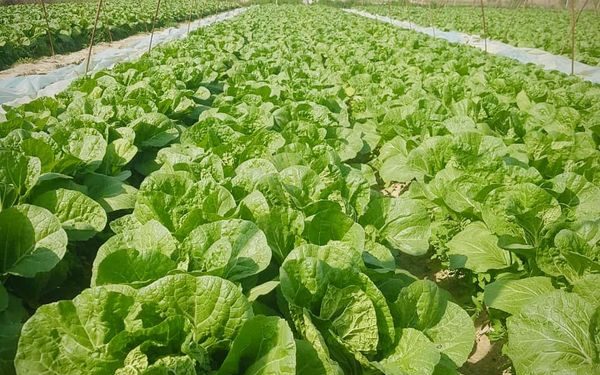 Түркістан облысындағы Келес ауданында қырыққабат пісті