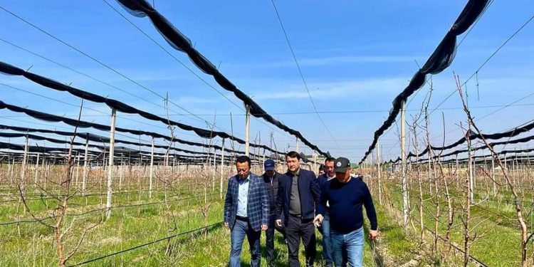 Төлебиде агросаланы дамытуда инвестициялық жобалар іске асырылып жатыр