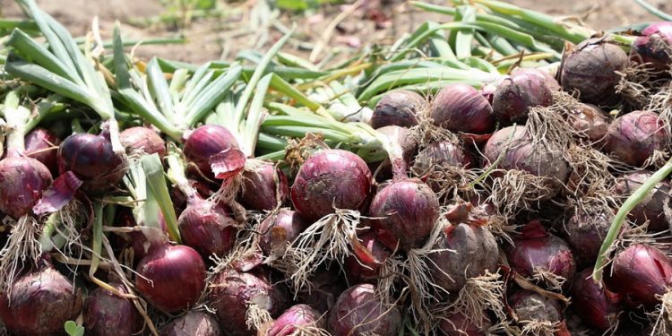 Ерте пісетін дақылдардан сәуір-шілде айлары аралығында 459,3 мың тонна өнім жинап алу жоспарлануда