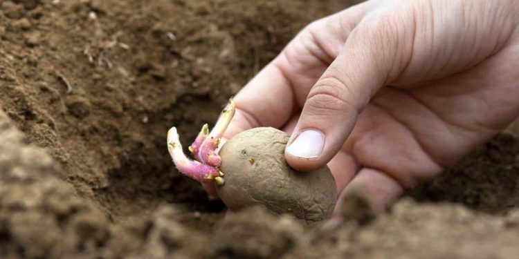 Сайрамда картоп егу жұмыстары қарқын алды