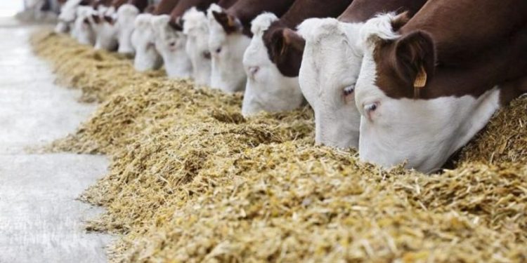 Мақтаның орнына мал азығы және бақша дақылдары егіледі