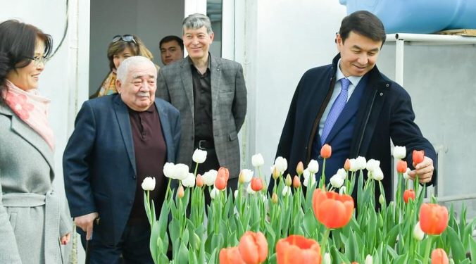 Қазақстандық ғалымдар өсірген қызғалдақ гүлдеді