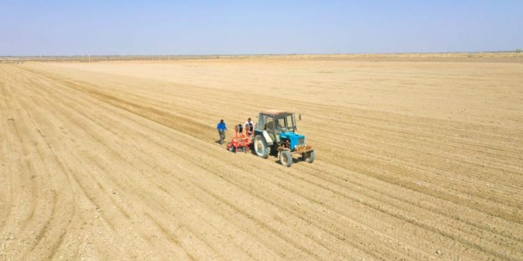 Шардарада 60 мың гектарға жуық жерге ауыл шаруашылығы дақылдары егіледі