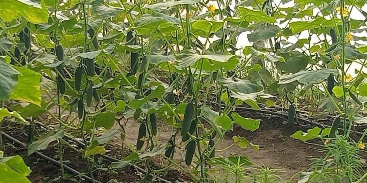 Төлебилік шаруа қияр егіп, жерлестерін отандық көкөніспен қамтып отыр