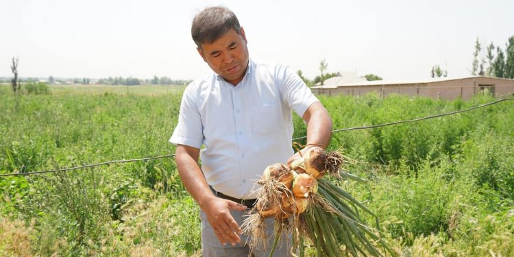 Келестік шаруалар әр гектардан 90 тонна өнім алуды көздеп отыр