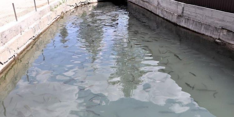 Кентауда «Балық демалыс орталығы» іске қосылды