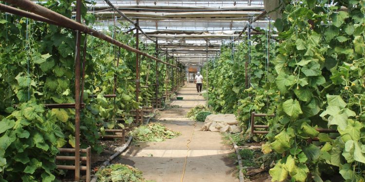 Төлеби ауданында қарқынды бау аумағы 425 гектарға жетті