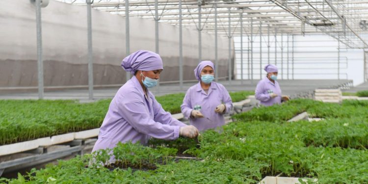 Түркістан облысында 4 айда ауыл шаруашылығы саласында 163,5 млрд. теңгенінің өнімі өндірілді