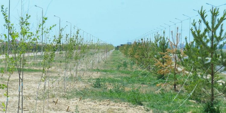 Түркістанның «Жасыл белдеуі» ұлғайғанда экология жақсара түседі