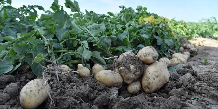 Түркістан облысында 460 мың тонна ерте пісетін өнім жиналады