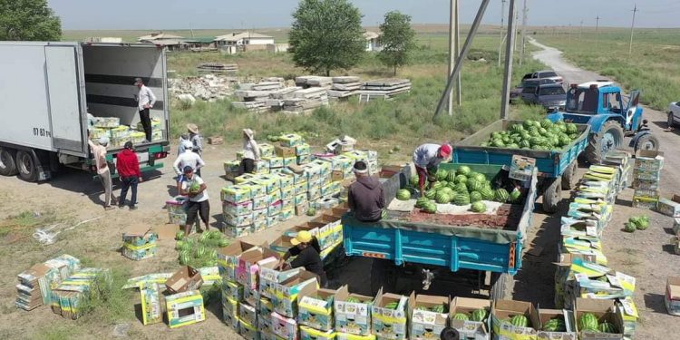 Шардаралық диқандар 1130 тонна қарбызды экспорттап үлгерді