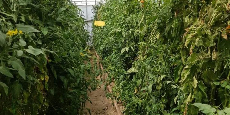 Сарыағашта жылыжай шаруашылығы жыл өткен сайып дамып келеді