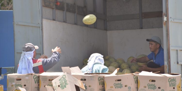 Жетісайдың қауынына сұраныс мол