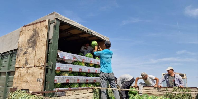 Келестік диқандар Ресейге қарбыз экспортын бастады