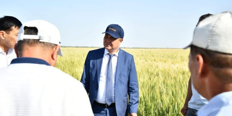 Отырарлық шаруалар бидай алқабын кеңейтіп, суды үнемдемек