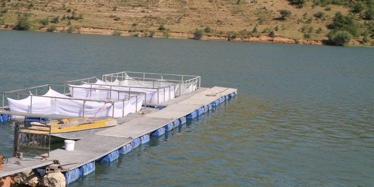 Түлкібаста балық шаруашылығы дамып келеді