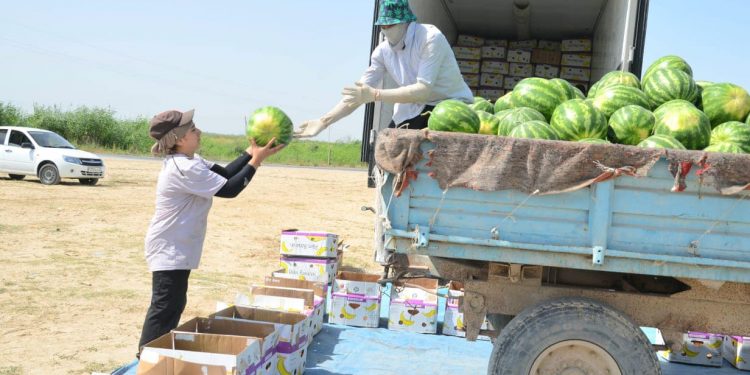 Жетісай қарбыздары Ресей нарығына жіберілуде