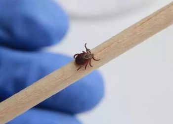 Кене шаққан жағдайда не істеу қажет?