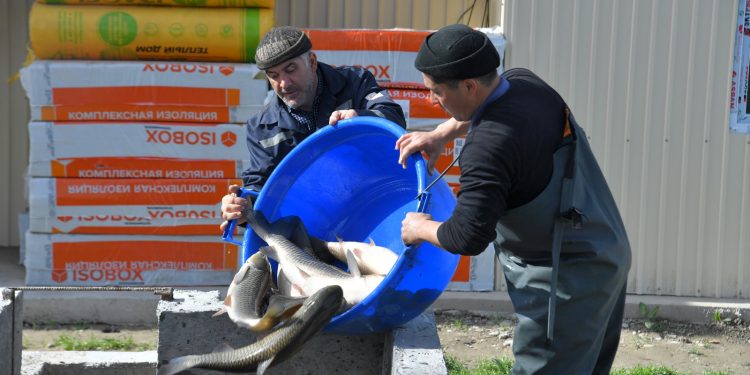Түркістан облысында балық шаруашылығын дамытуға басымдық беріледі