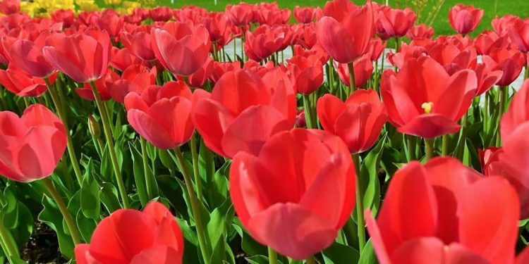 Кентауда 5 мың қызғалдақ егіледі