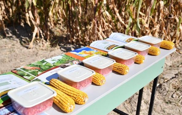 Отырарда дәндік жүгері дақылының өнімділігін арттыруға  арналған семинар өтті