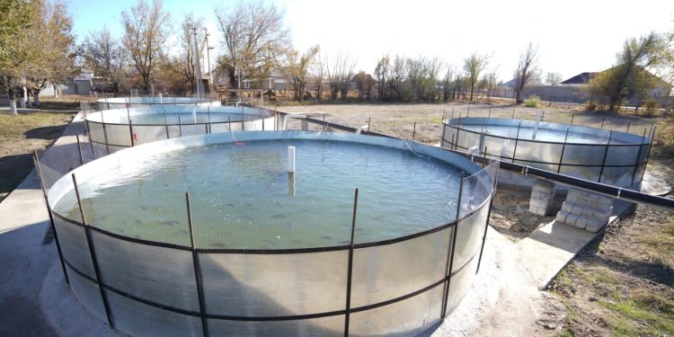 Отырарлық кәсіпкер жылына 20 тонна балық өндіріп отыр