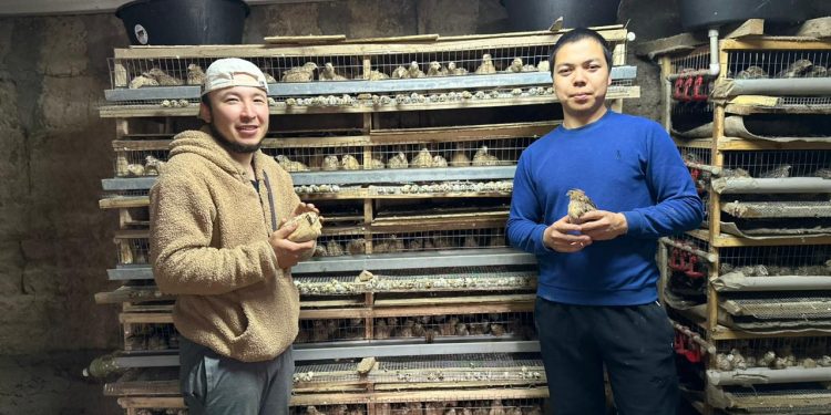 Түркістандық шаруа тәулігіне 1 300-ге жуық бөдене жұмыртқасын сатады