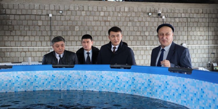 Саурандық кәсіпкер «Ауыл аманаты» жобасы аясында балық шаруашылығын дамытуда