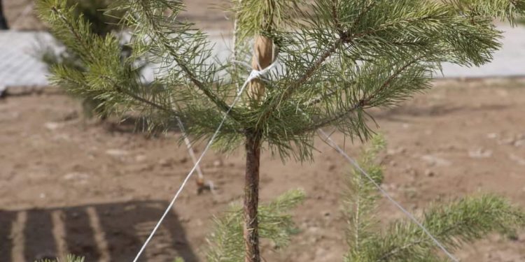 Биыл Түркістанда 300 мыңнан аса ағаш көшеті егіледі